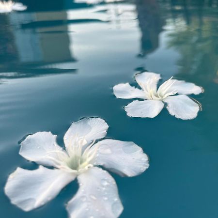 Le L'Islois- Park&Piscine Villa ลีล-ซูร์-ลา-ซอร์ก ภายนอก รูปภาพ